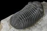 Detailed Morocops Trilobite - Ofaten, Morocco #125993-3